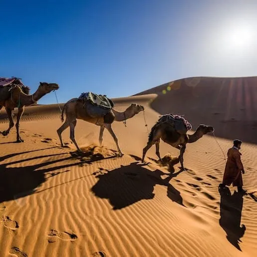 Balade à dromadaire près de Marrakech