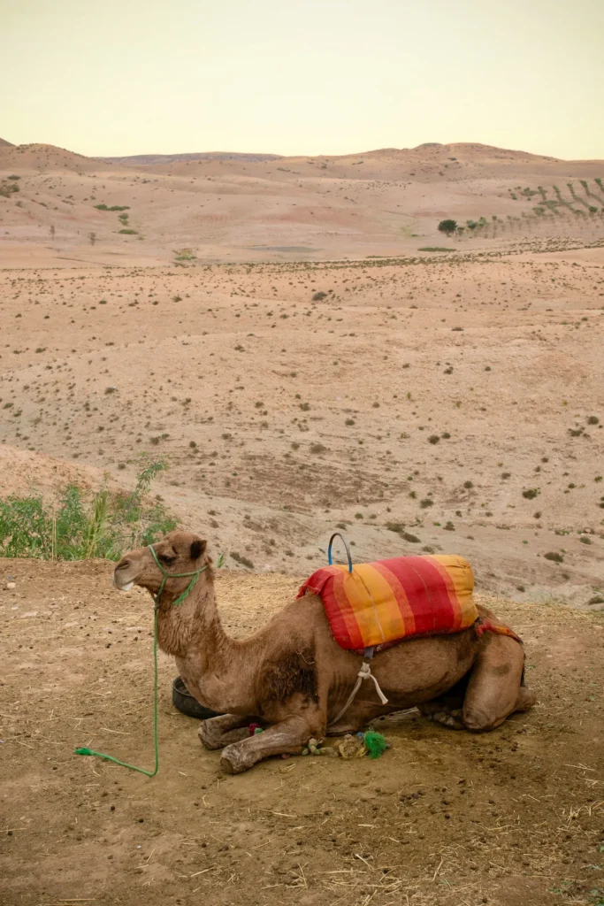 Dromadaire sellé au repos dans les collines de pierre du désert d'Agafay, près de Marrakech