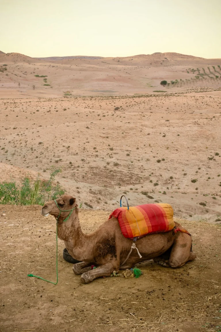 Dromadaire sellé au repos dans les collines de pierre du désert d'Agafay, près de Marrakech