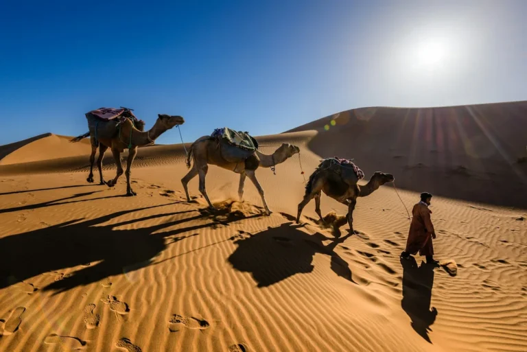 Caravane de dromadaires menée par un chamelier sur les dunes du Sahara marocain